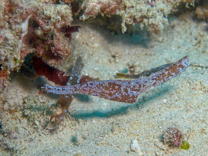 Ghost pipe fish, Shark Point
